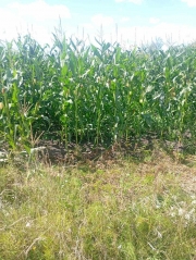 Krupychpole Agro